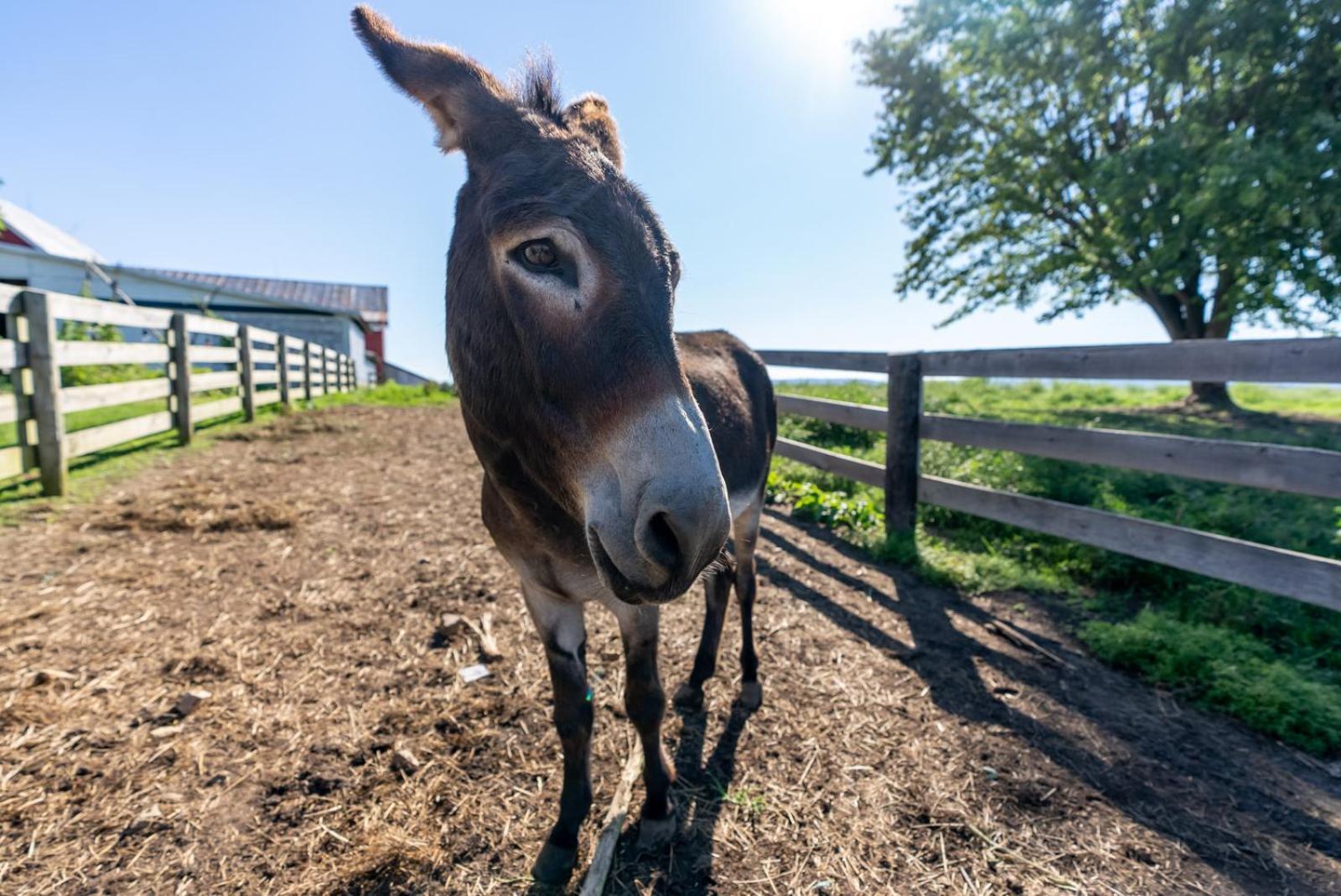 Madeline Farms Villa Luray Eksteriør bilde